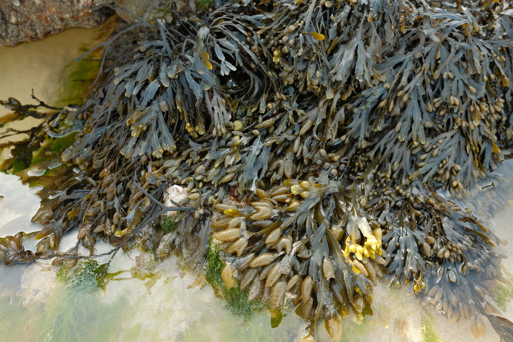 Algen - ein Superprodukt für deinen Alltag