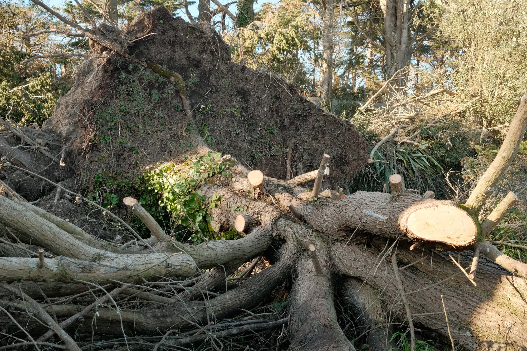 Persönliche Geschichte unserer Ouessant-Schafe