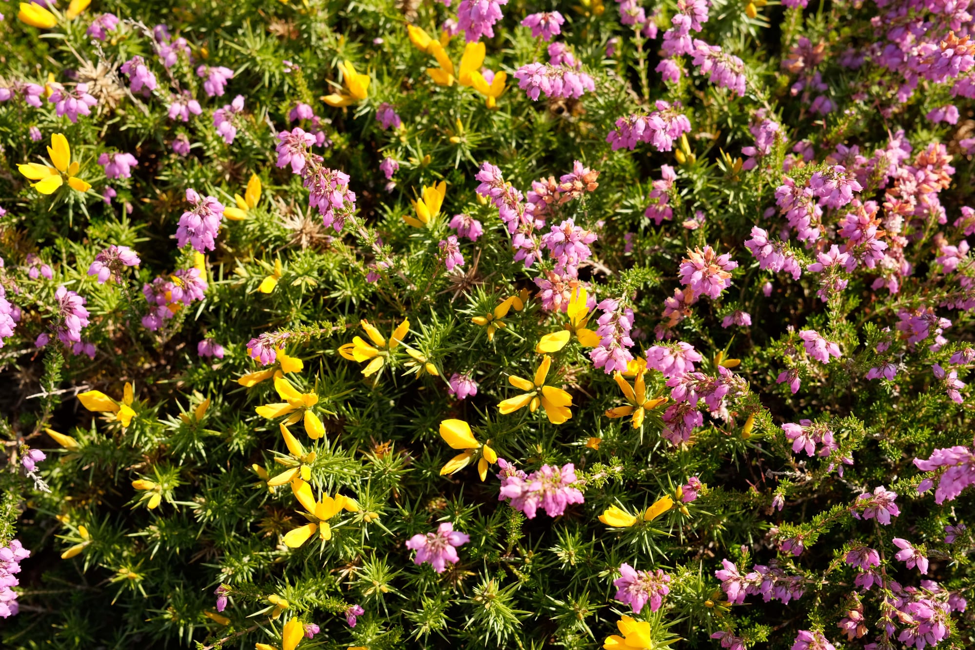 Veranstaltungen Bretagne 2025: Feste und Festivals