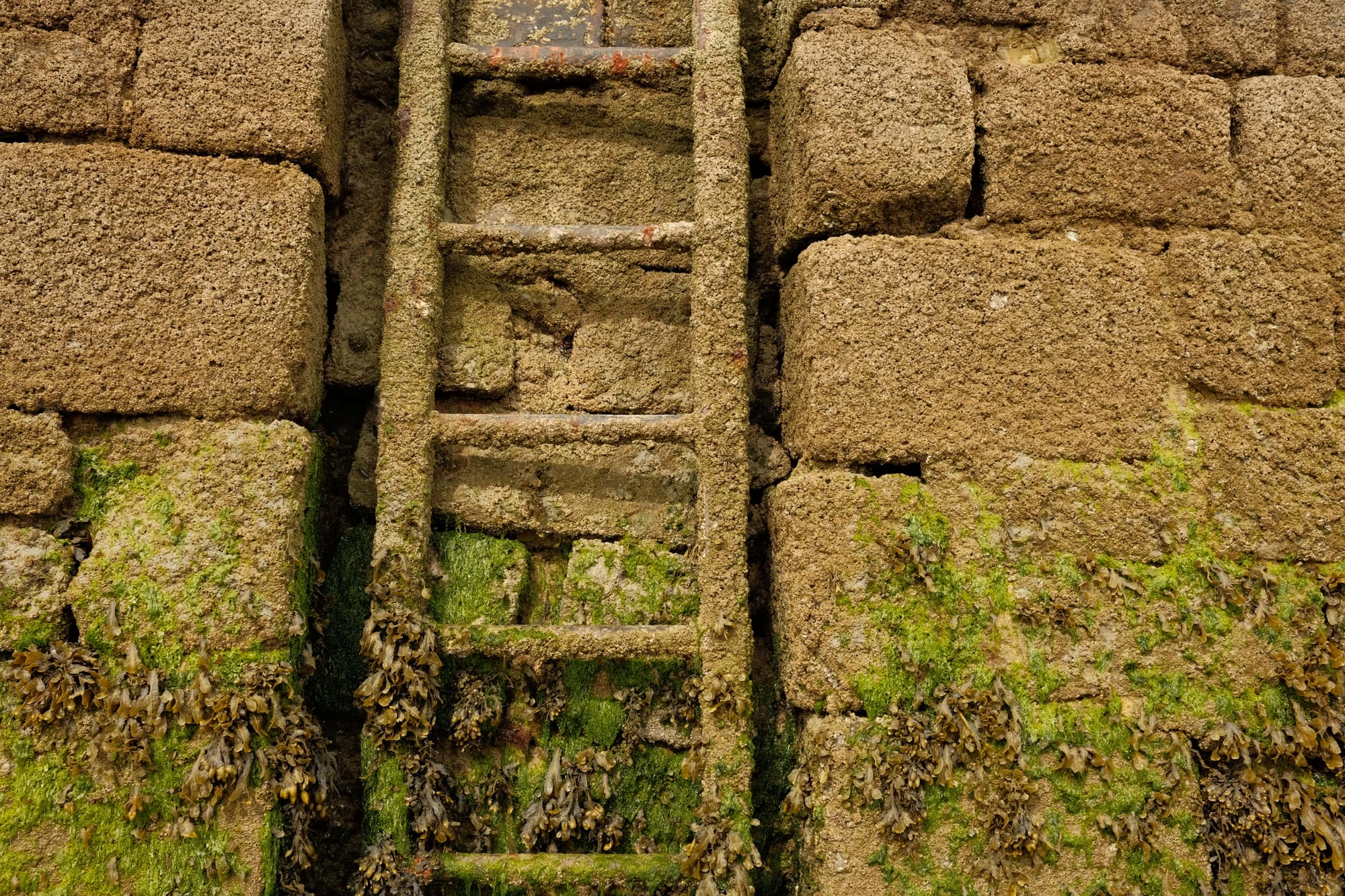 Grünalgen am Strand: Eine tödliche Plage